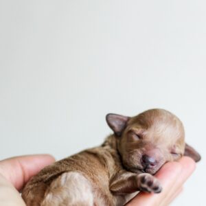 stocksnap puppy 2599052 1280