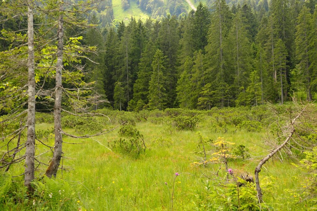 taraxacumarts mountains 5423546 1280