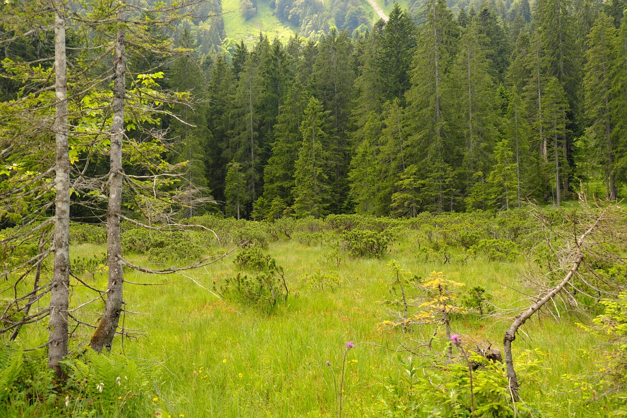 taraxacumarts mountains 5423546 1280